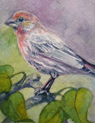 Our House Finch
